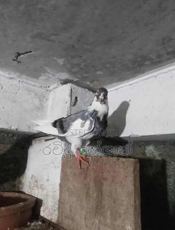 Pigeons