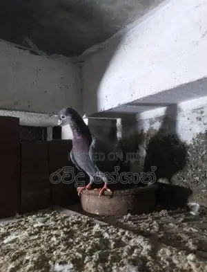 Pigeons