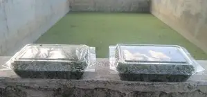 அசோலா