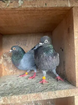 Pigeons