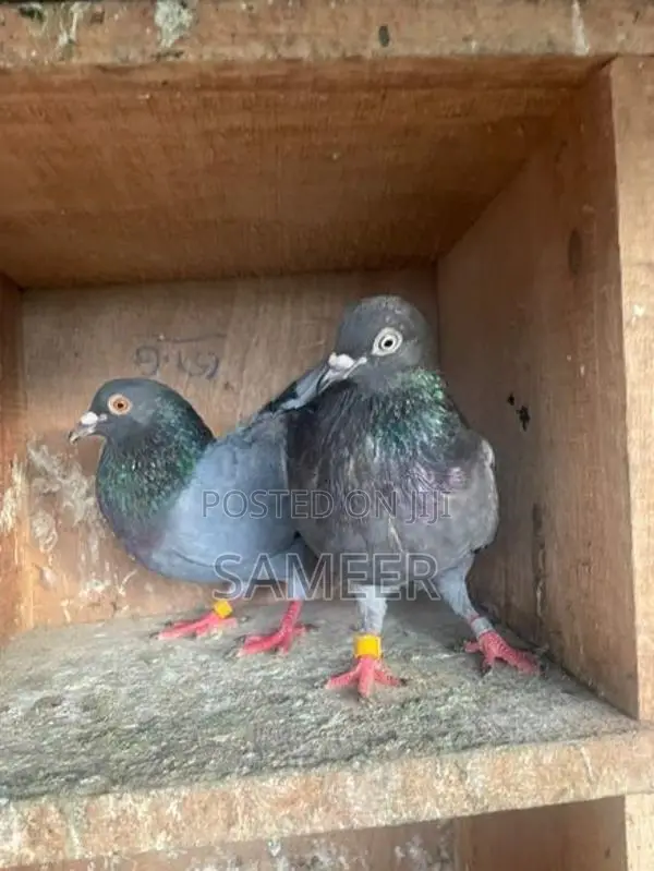 Pigeons