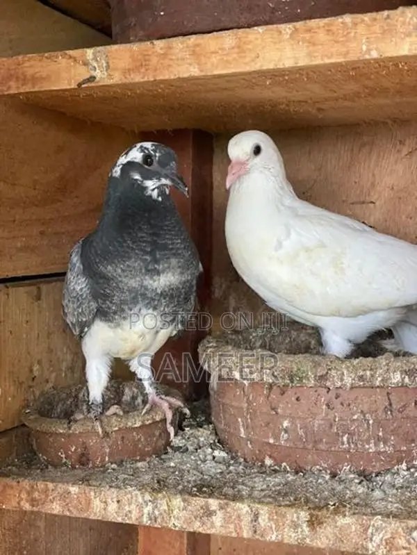Pigeons