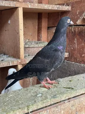Pigeons