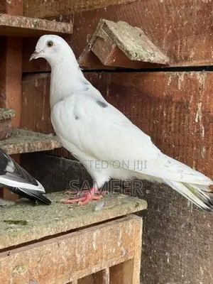 Pigeons