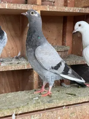 Pigeons