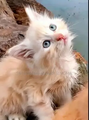 Persian Cats