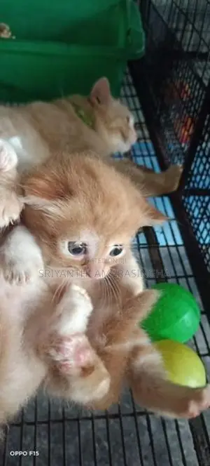 Persian Cats