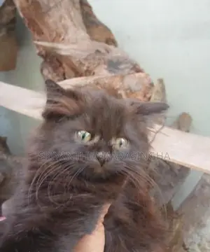 Persian Cats