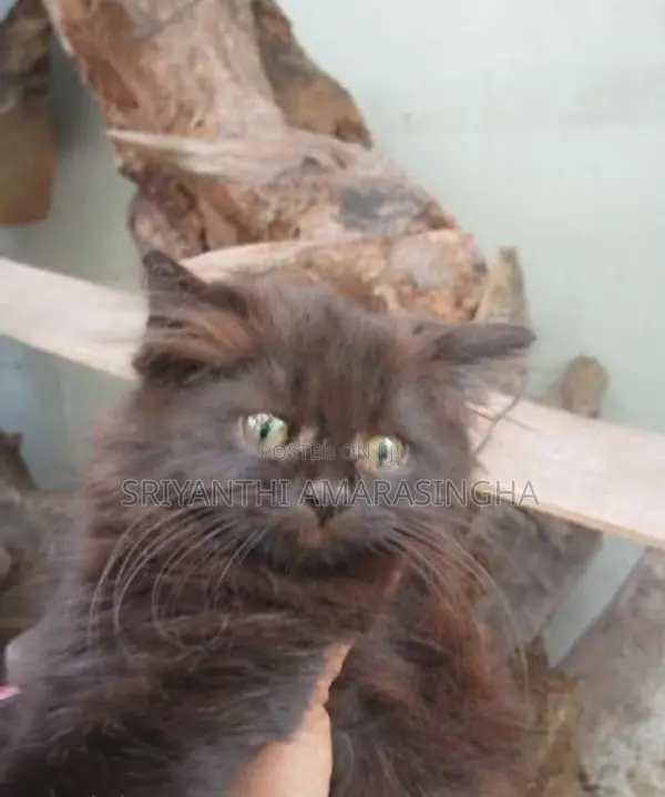 Persian Cats
