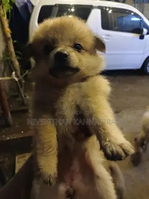 Lion Pomeranian