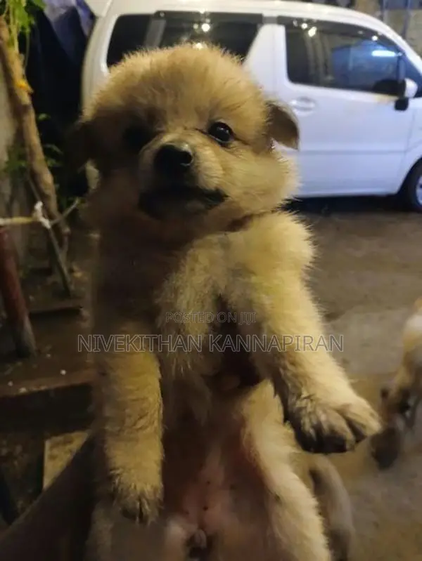 Lion Pomeranian