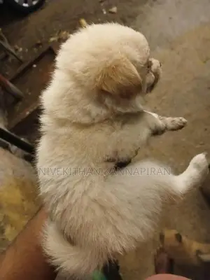 Lion Pomeranian