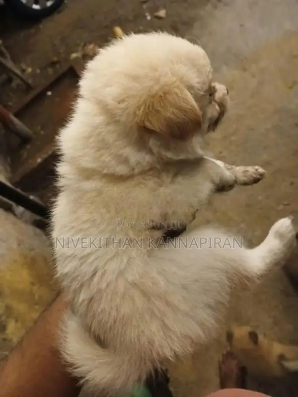 Lion Pomeranian