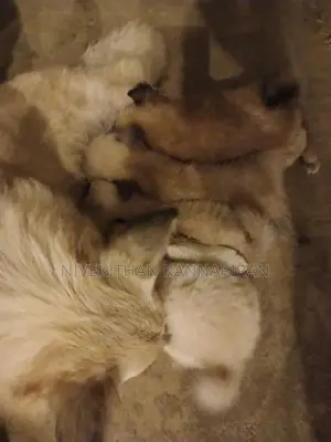 Lion Pomeranian