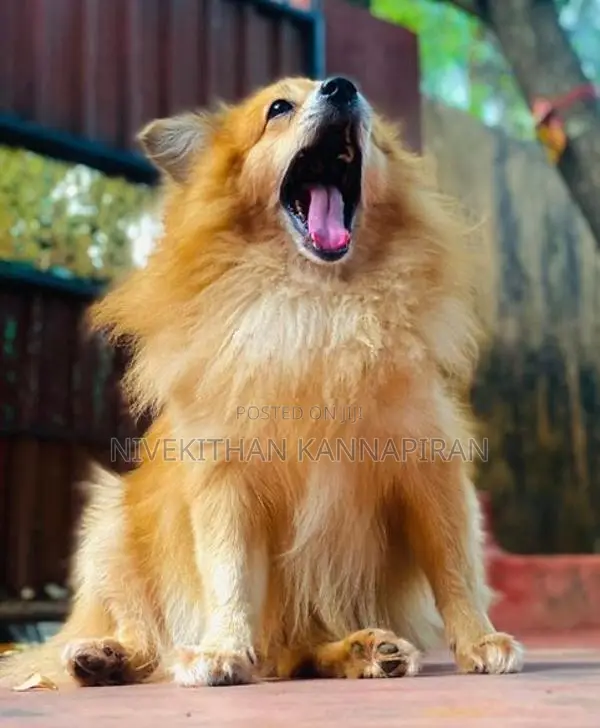 Lion Pomeranian