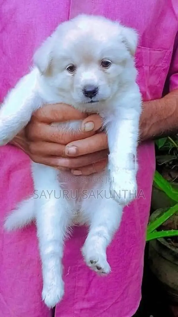 Lion Pomeranian