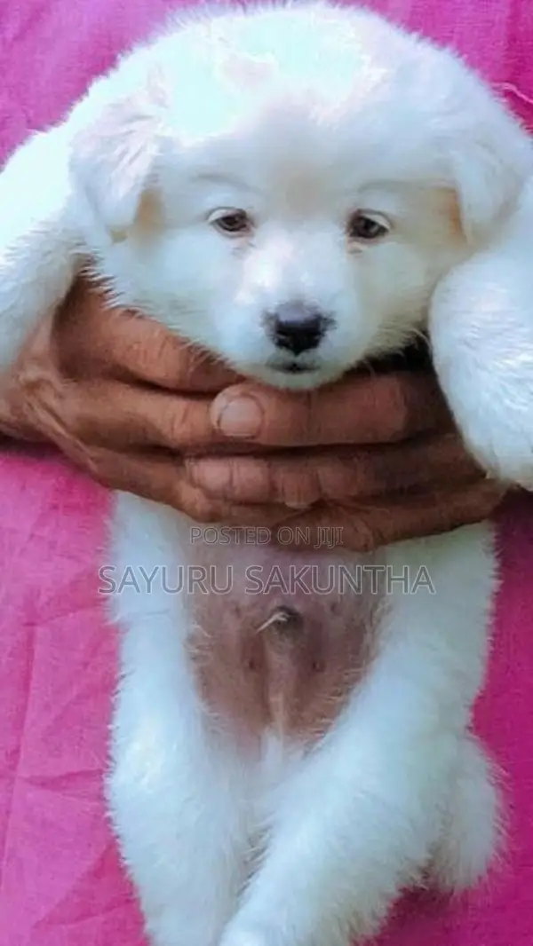 Lion Pomeranian