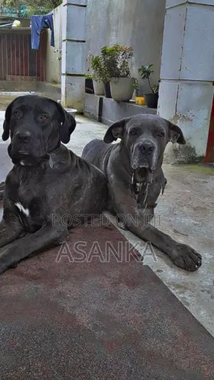 Dog Cane Corso
