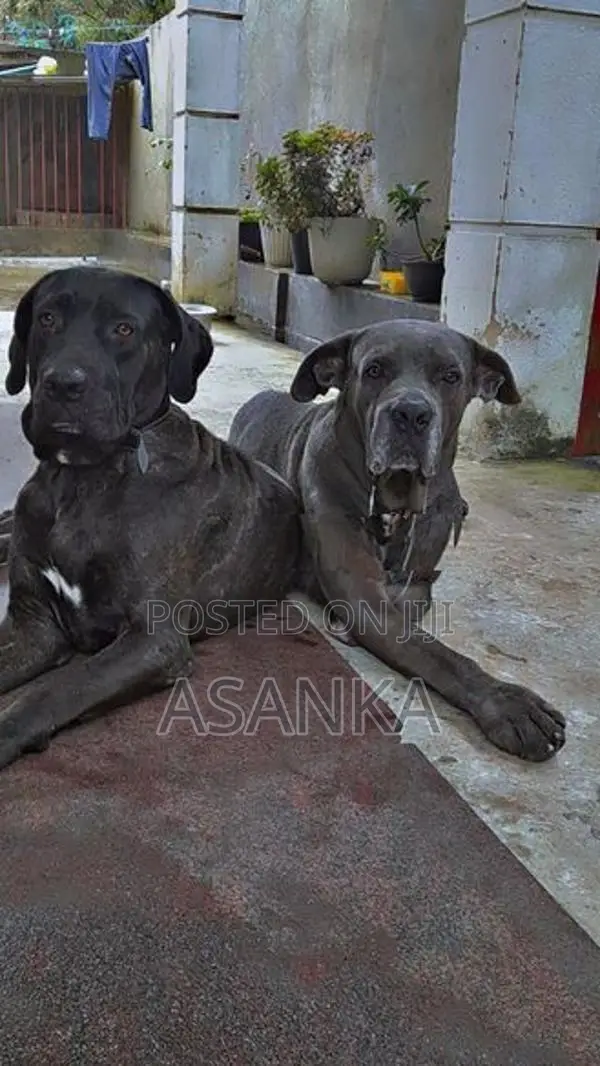 Dog Cane Corso
