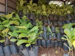 තේක්ක පැළ