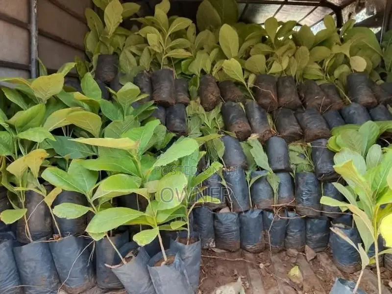තේක්ක පැළ