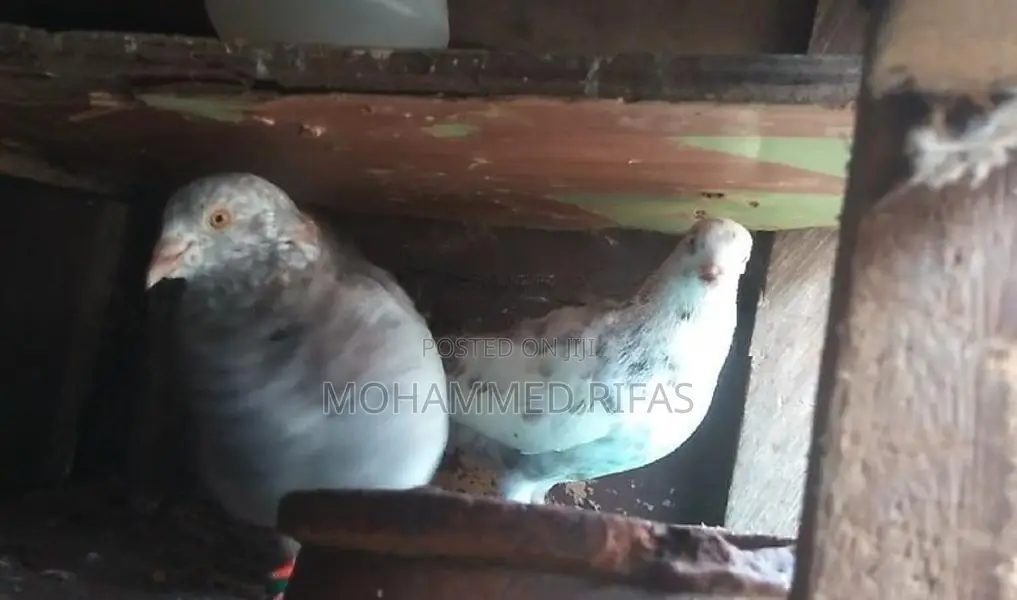 Pigeon