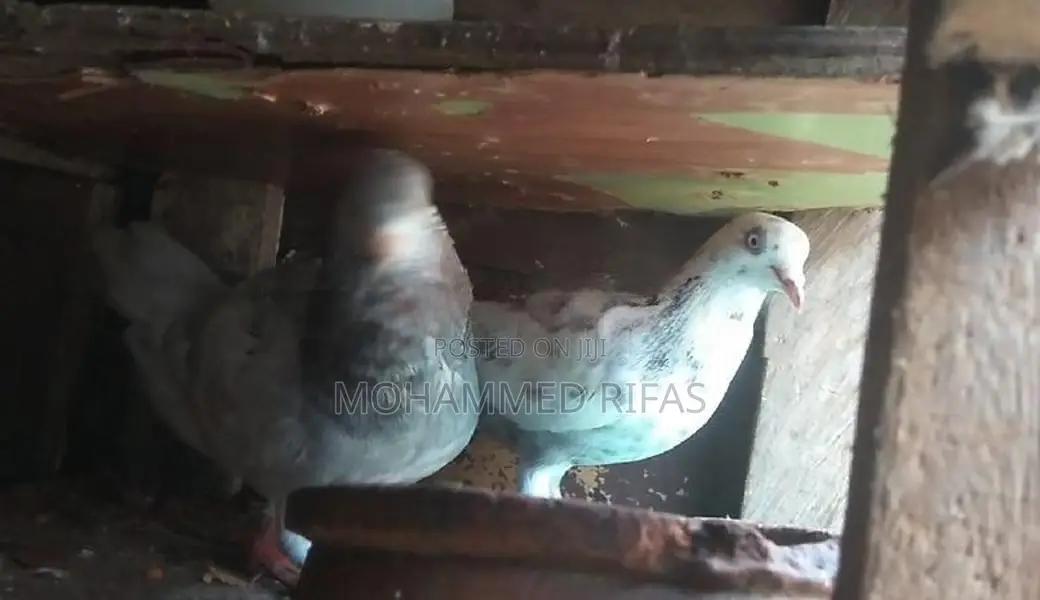 Pigeon