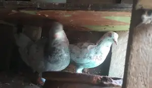 Pigeon