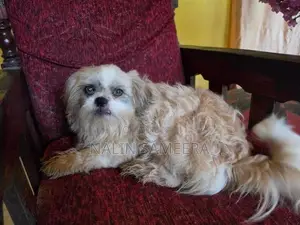 Shih Tzu Female Dog