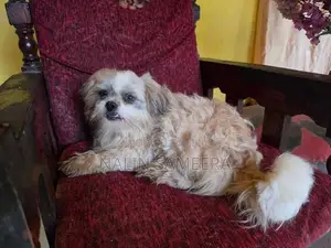Shih Tzu Female Dog