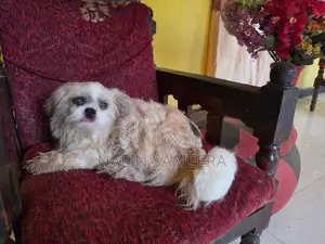Shih Tzu Female Dog