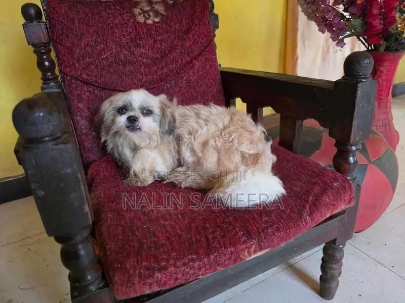 Shih Tzu Female Dog