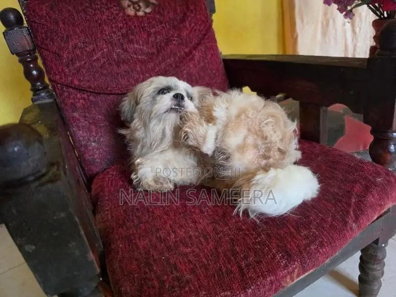 Shih Tzu Female Dog