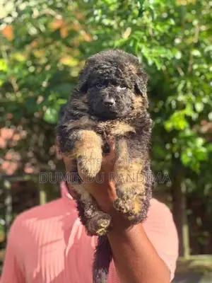 German Shepherd Puppies