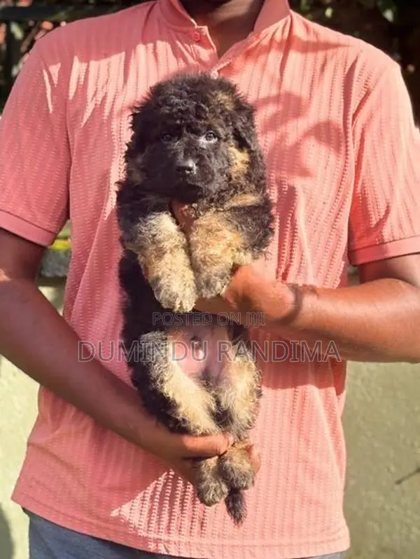 German Shepherd Puppies