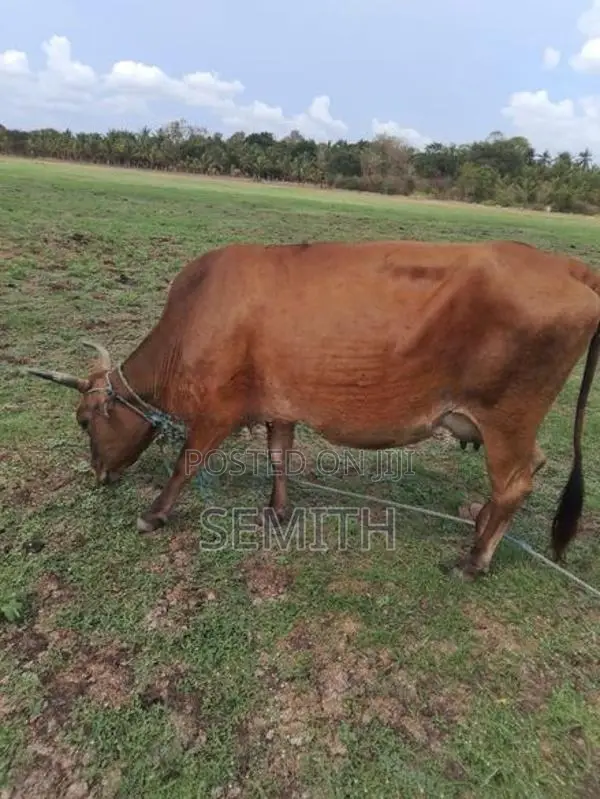 වැස්සියක්