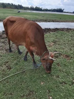 වැස්සියක්