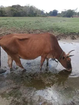 වැස්සියක්