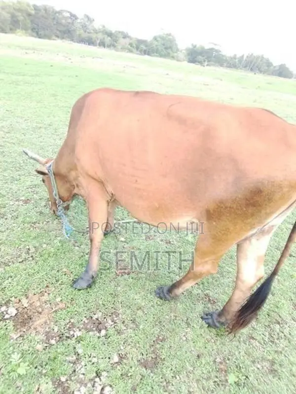 වැස්සියක්