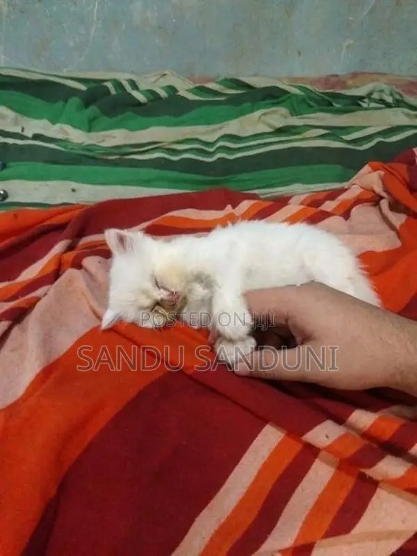 Persian Cat