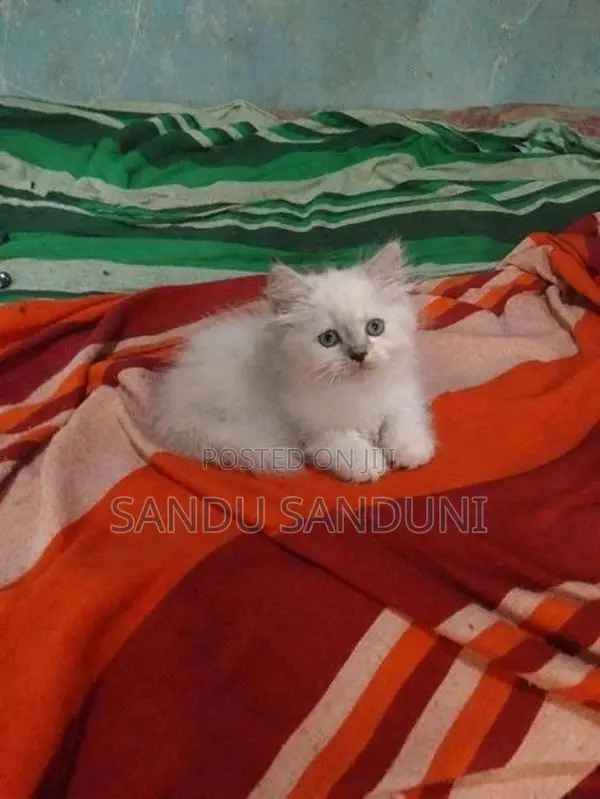 Persian Cat
