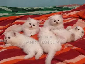 Persian Cat