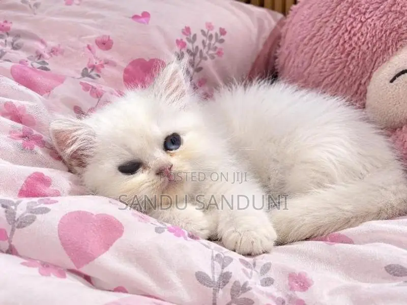 Persian Cat
