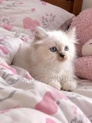 Persian Cat