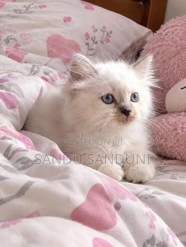 Persian Cat
