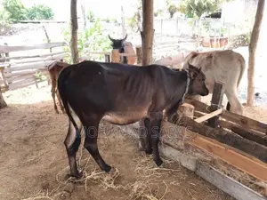 Farm Cow