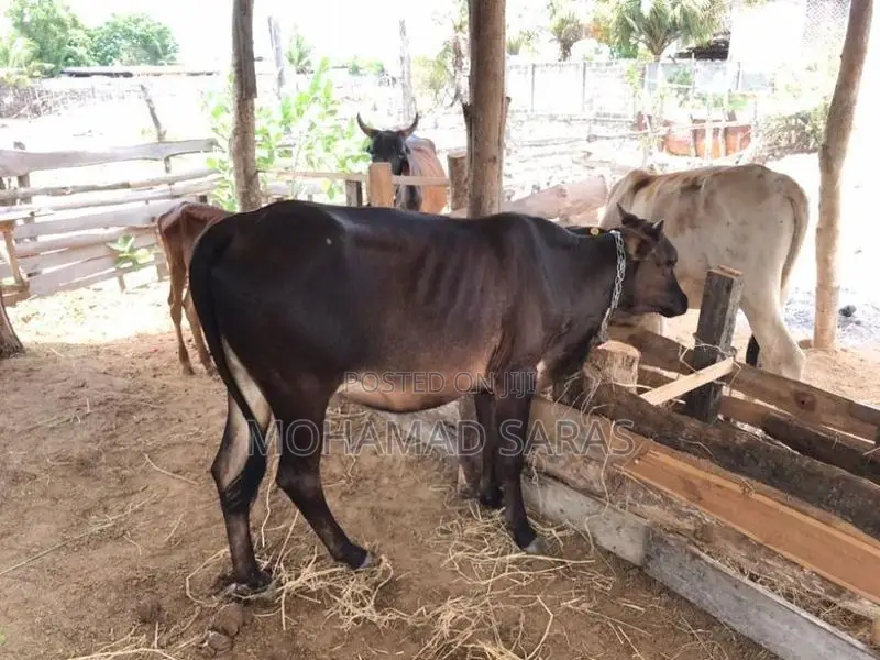 Farm Cow