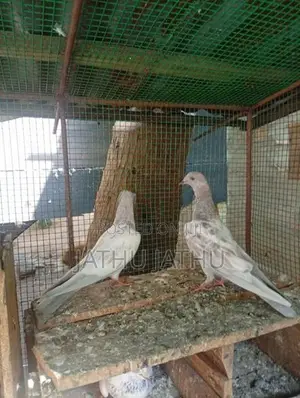 Pigeon