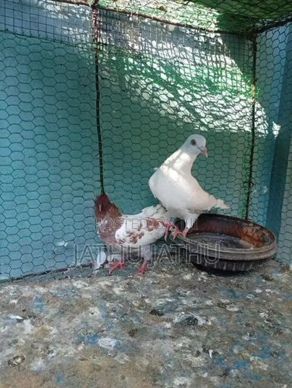 Pigeon