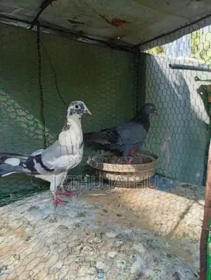 Pigeon